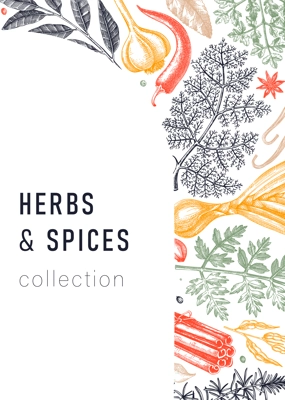 Hand-drawn herbs and spices vector card in color. Hand-sketched food illustration. Aromatic plant drawings. Kitchen herbs and spice frame template in sketched style for packaging, menu, banners